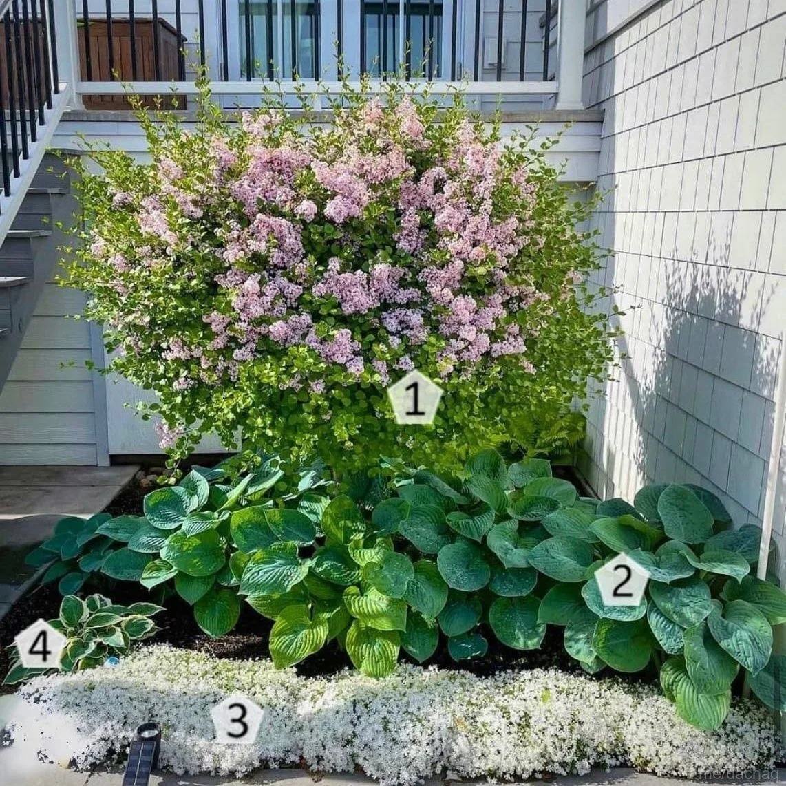 ЧТО ПОСАДИТЬ ПОД СИРЕНЬЮ - 4 РАСТЕНИЯ ДЛЯ КРАСИВОГО ЦВЕТНИКА 🌸