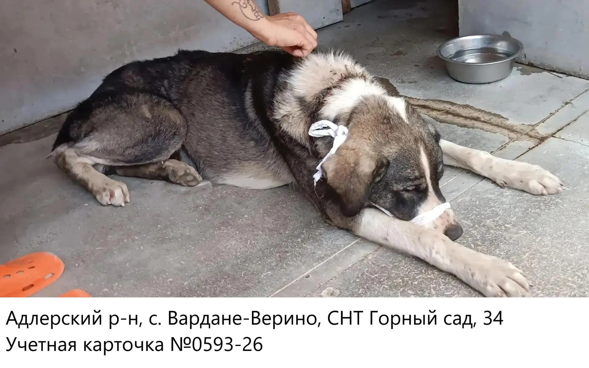 13.08.2026 был отлов собаки по адресу: