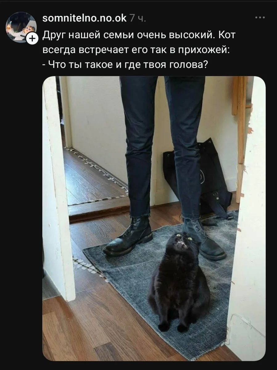 Смешной такой котюня