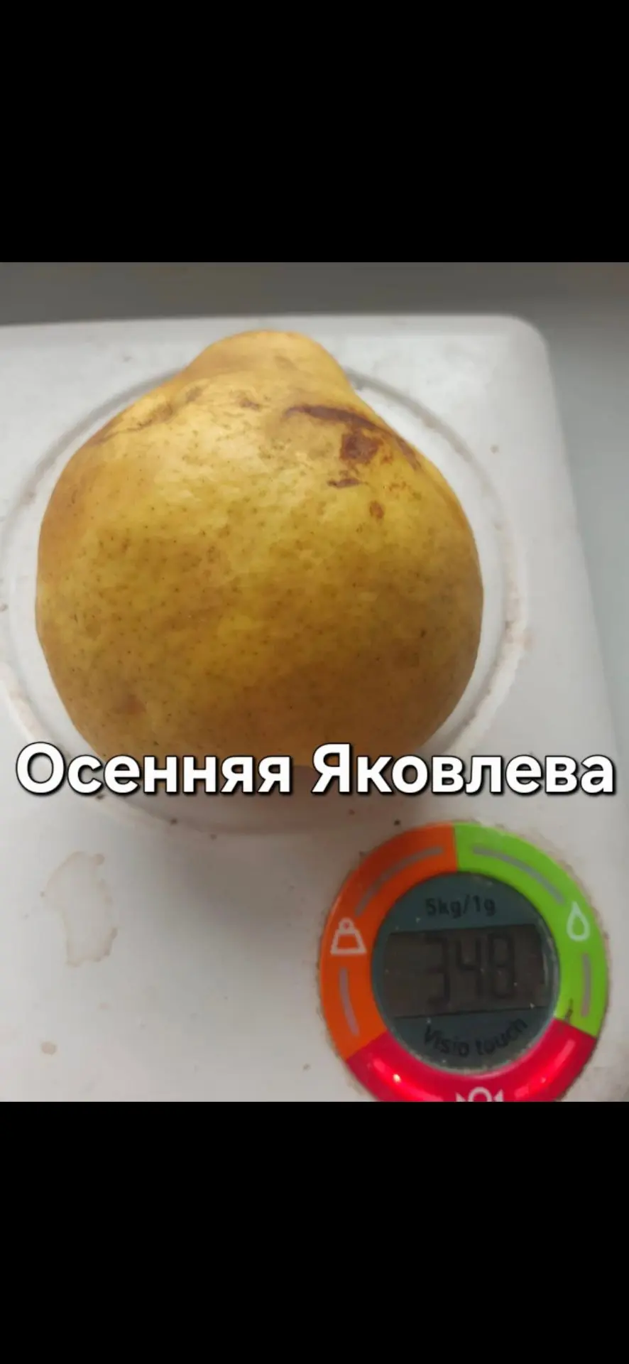 Написал пост ВКонтакте о дозаривании груш.Бывая в домашних садах в регионе Владимирская...
