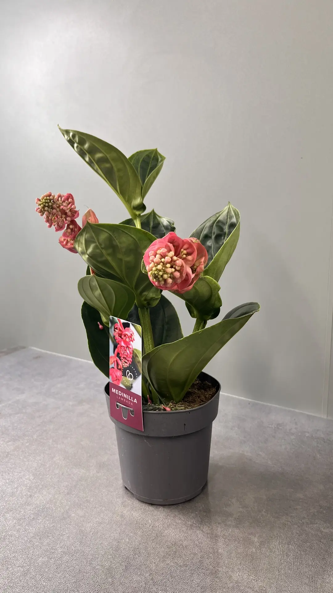 НОВАЯ ПОСТАВКА — ЧАСТЬ 2