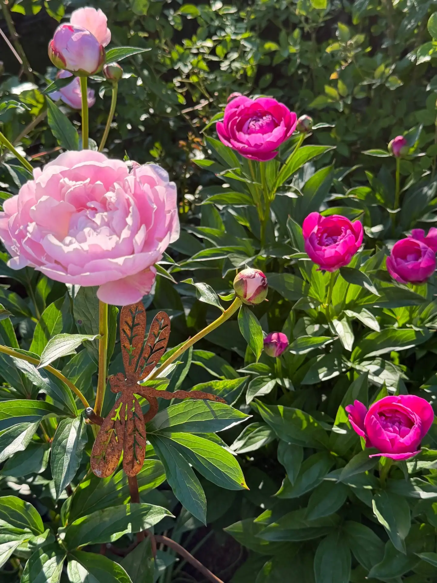 Начинается пионовый праздник🌸 
Любимая рубрика ❤ Фото отзыв👍
 Спасибо, Александр!
Опоры от Кью на 