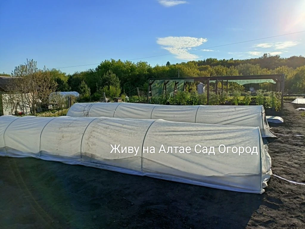 Сегодня высадили арбузы с дынями и часть томатов. 
Грядки-термосы только для арбузов, дынь и перцев 