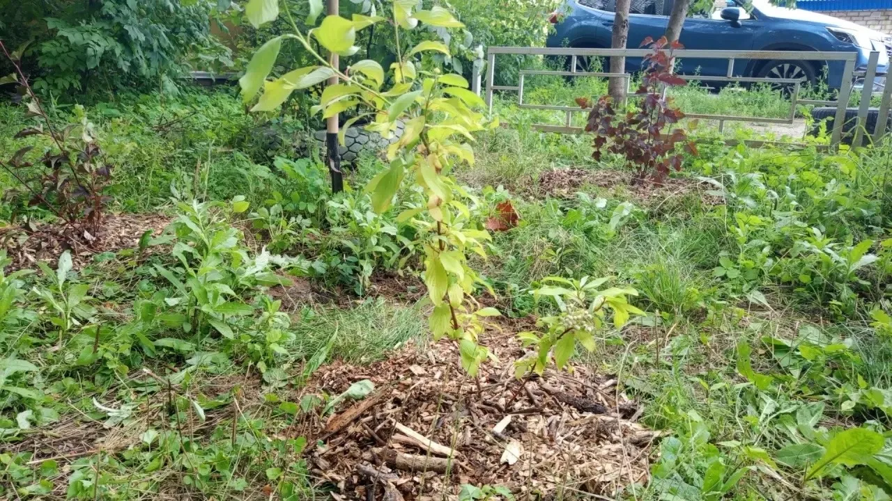 Высадка кустарников🌿растения на придомовой территории создают уютную атмосферу для отдыха и поднима
