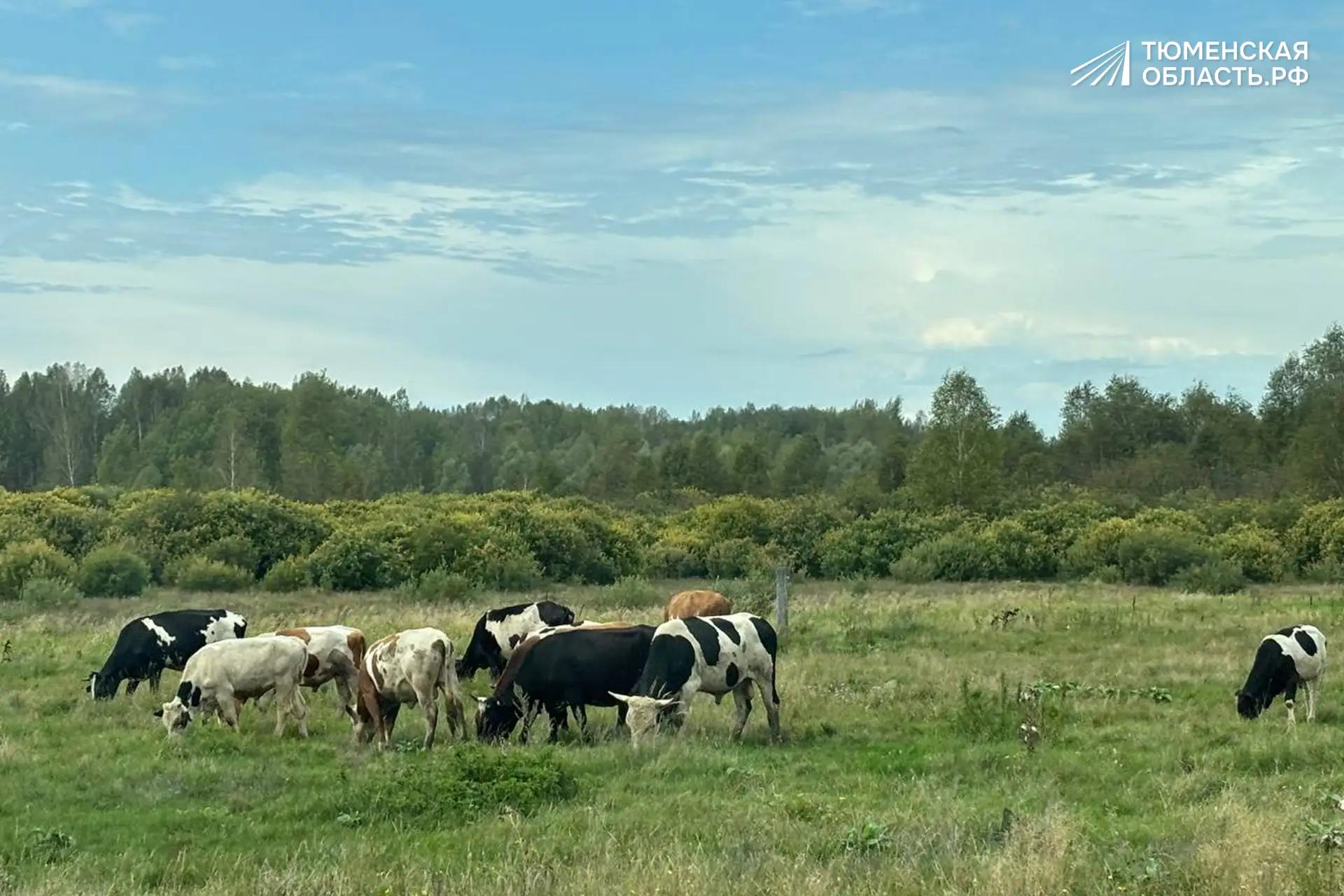 🐄 Мууу… а в деревне хорошо!