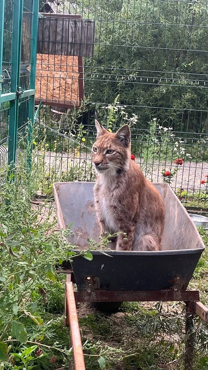 Такси Сибирского Зоопарка😆.