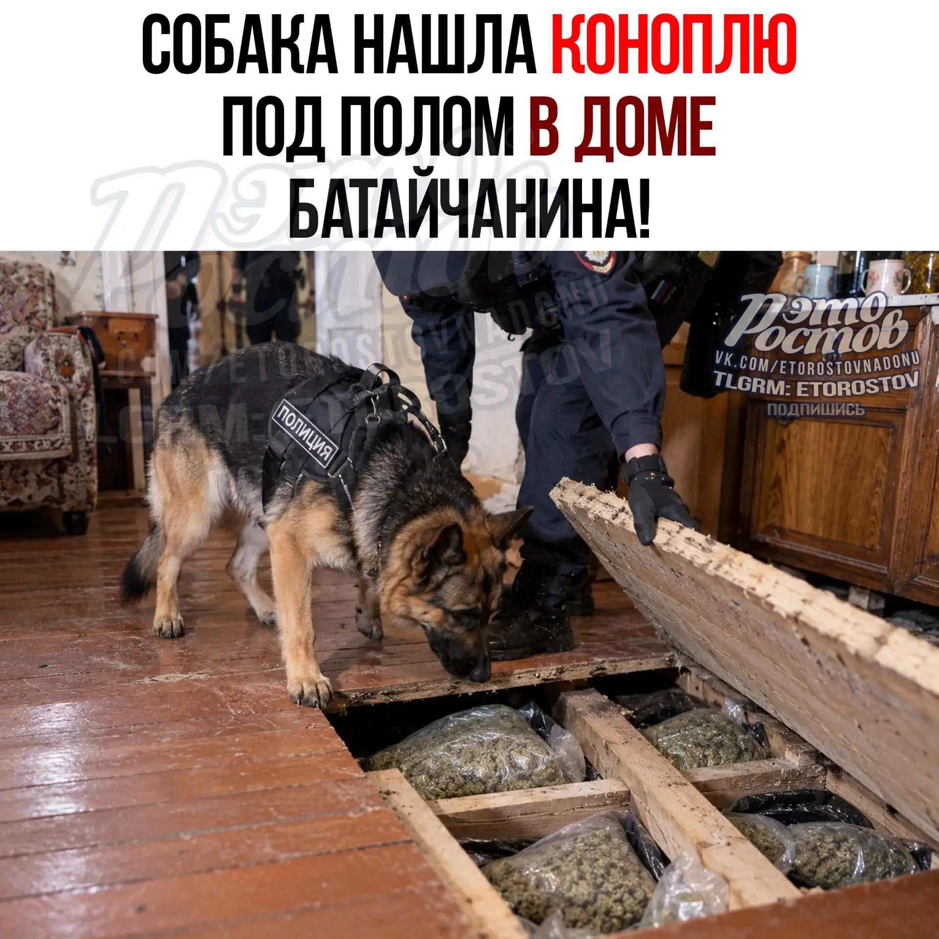 🐕 Служебная собака нашла коноплю под полом дома в Батайске