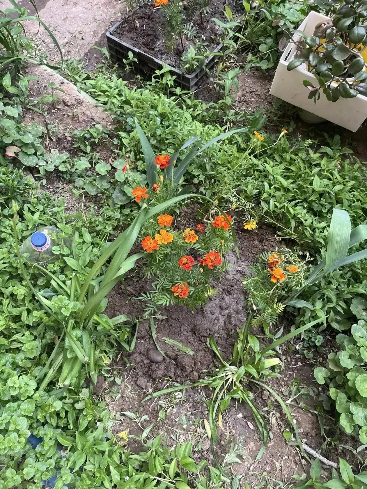 🌱 Яркие краски во дворе! 🌸