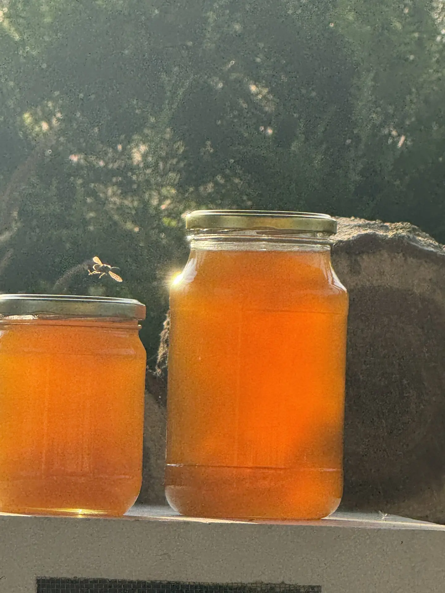 Фотографировал мёд, а получился полет пчелы 🐝🍯
