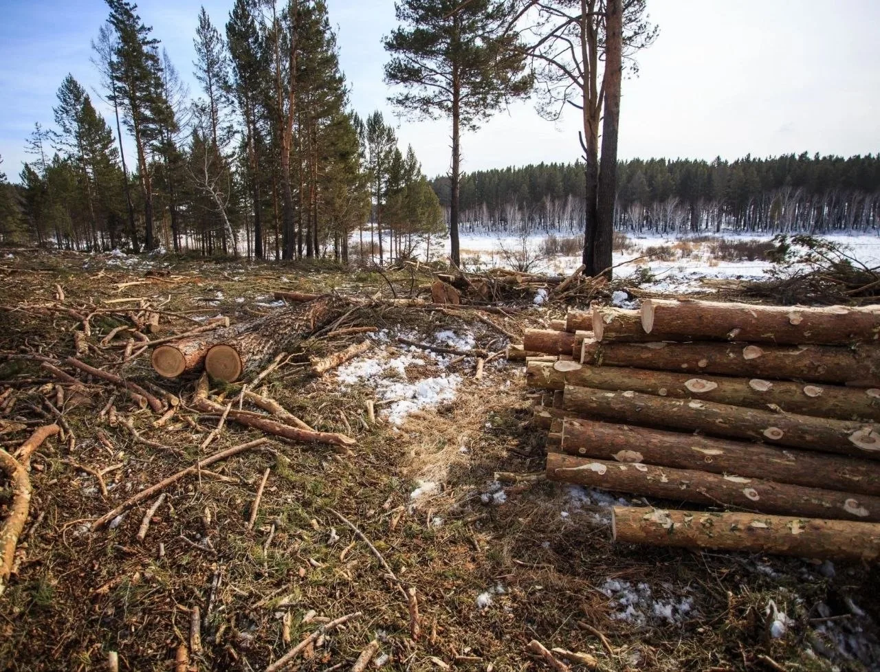 В Оричевском районе арендатор лесного участка заплатит 250 тысяч рублей за незаконную рубку леса

Ущ
