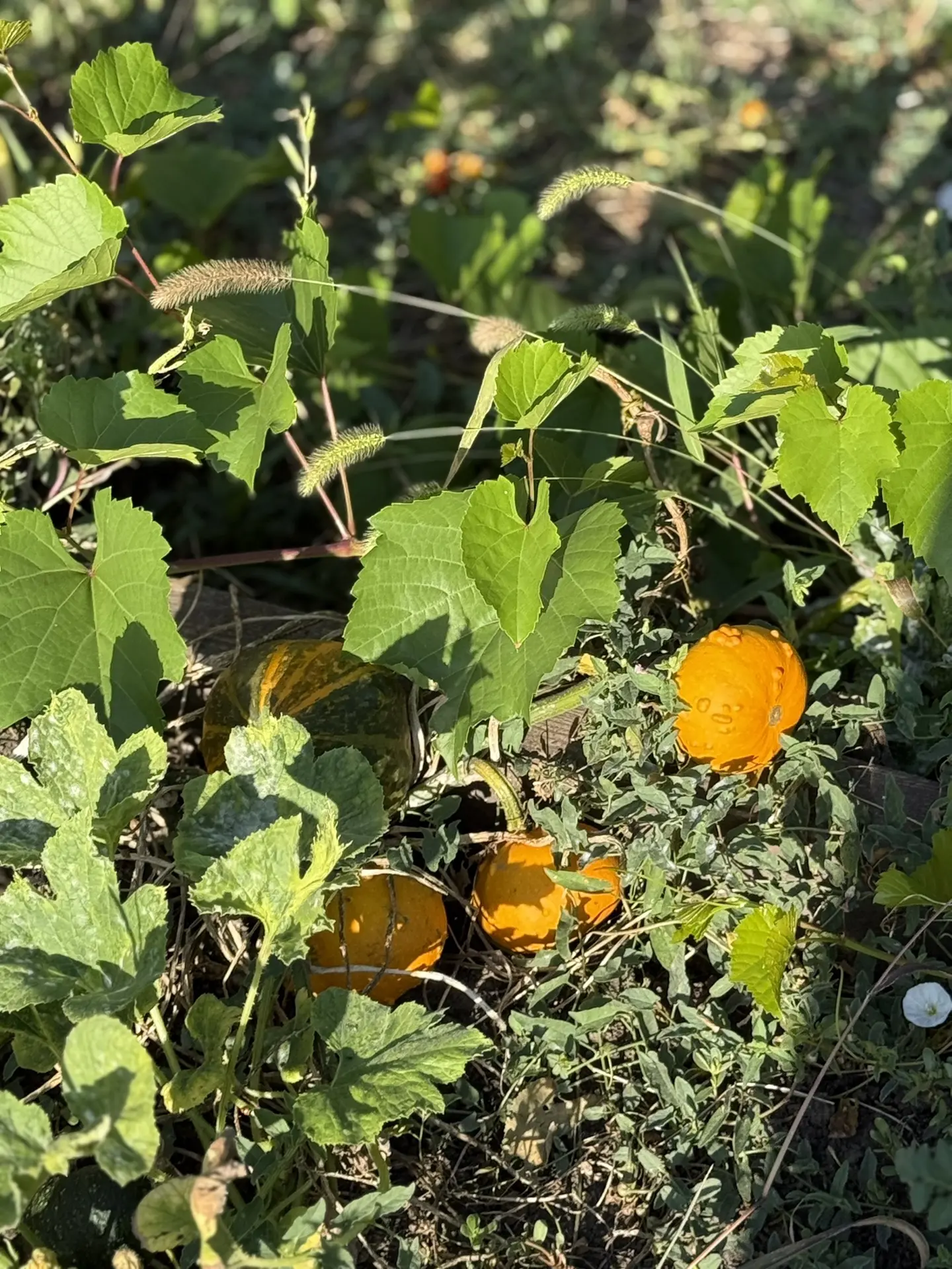 В этом году какой-то невероятный урожай помидор 🍅 был и ещё дозревают.