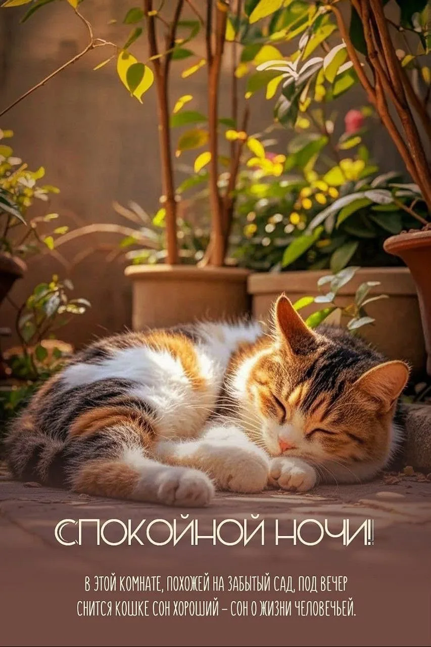 #СпокойнойНочи