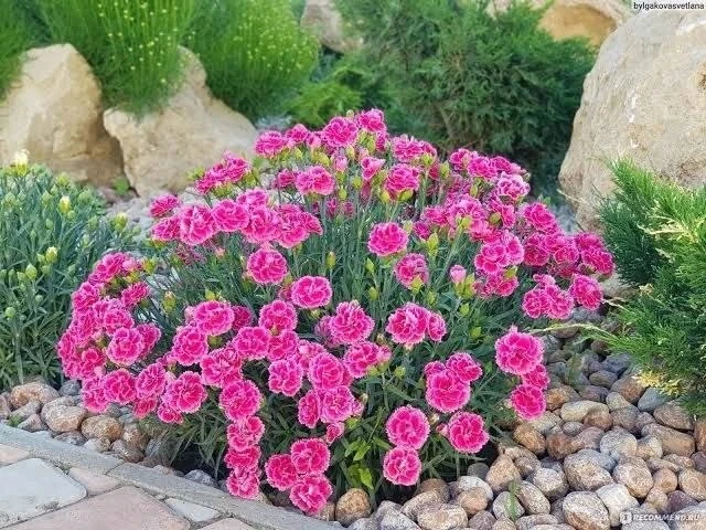 Многолетняя гвоздика — яркое украшение сада 🌸