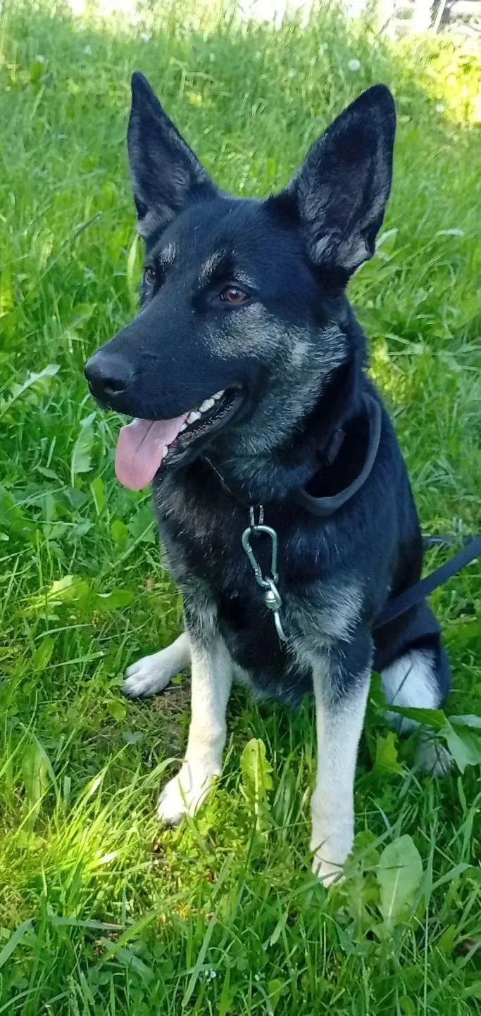 Наши пациенты 🩺🐶