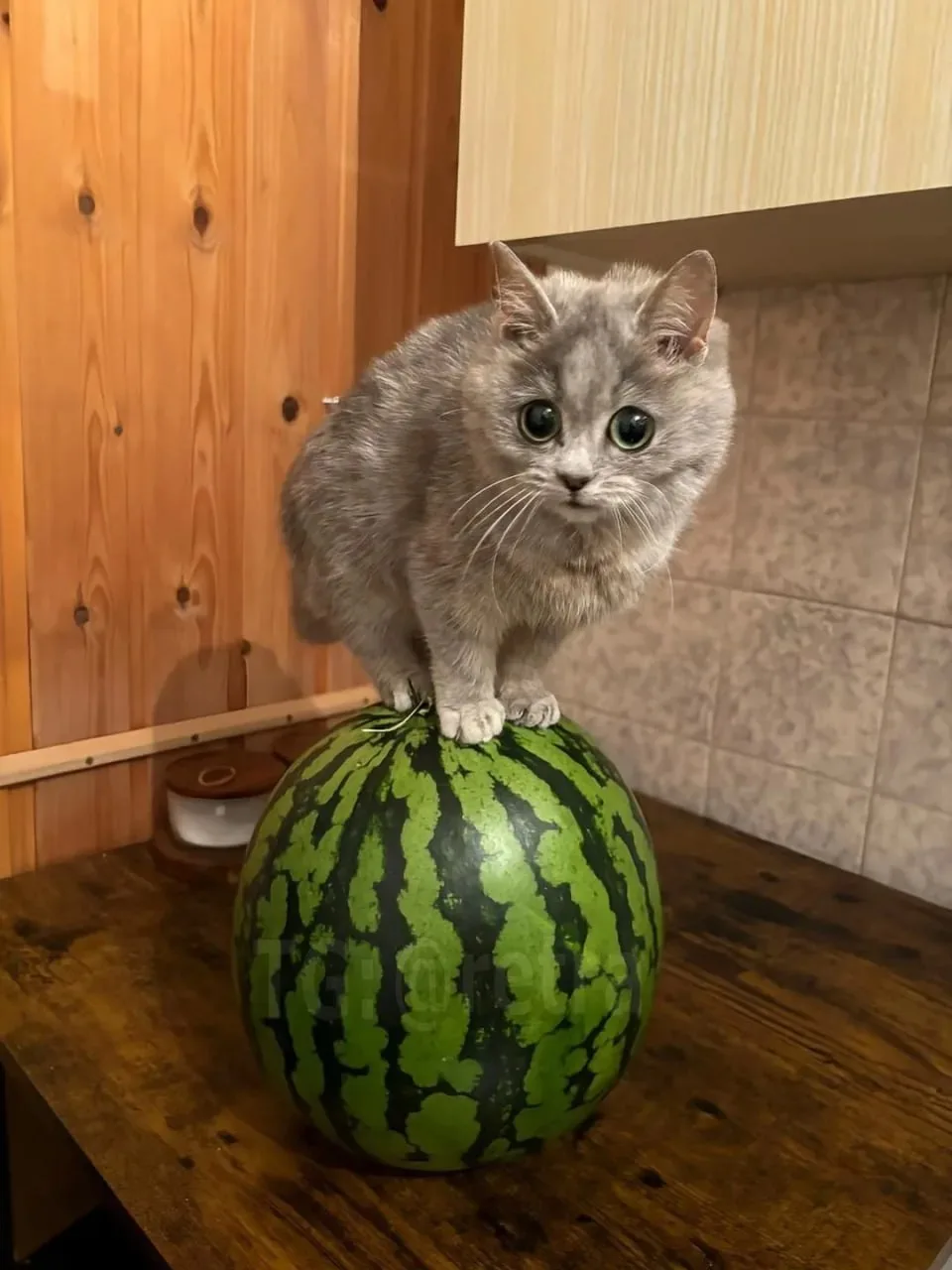🍉 С 1 августа в Москве официально стартует арбузный сезон.

💰 На данный момент килограмм полосатой