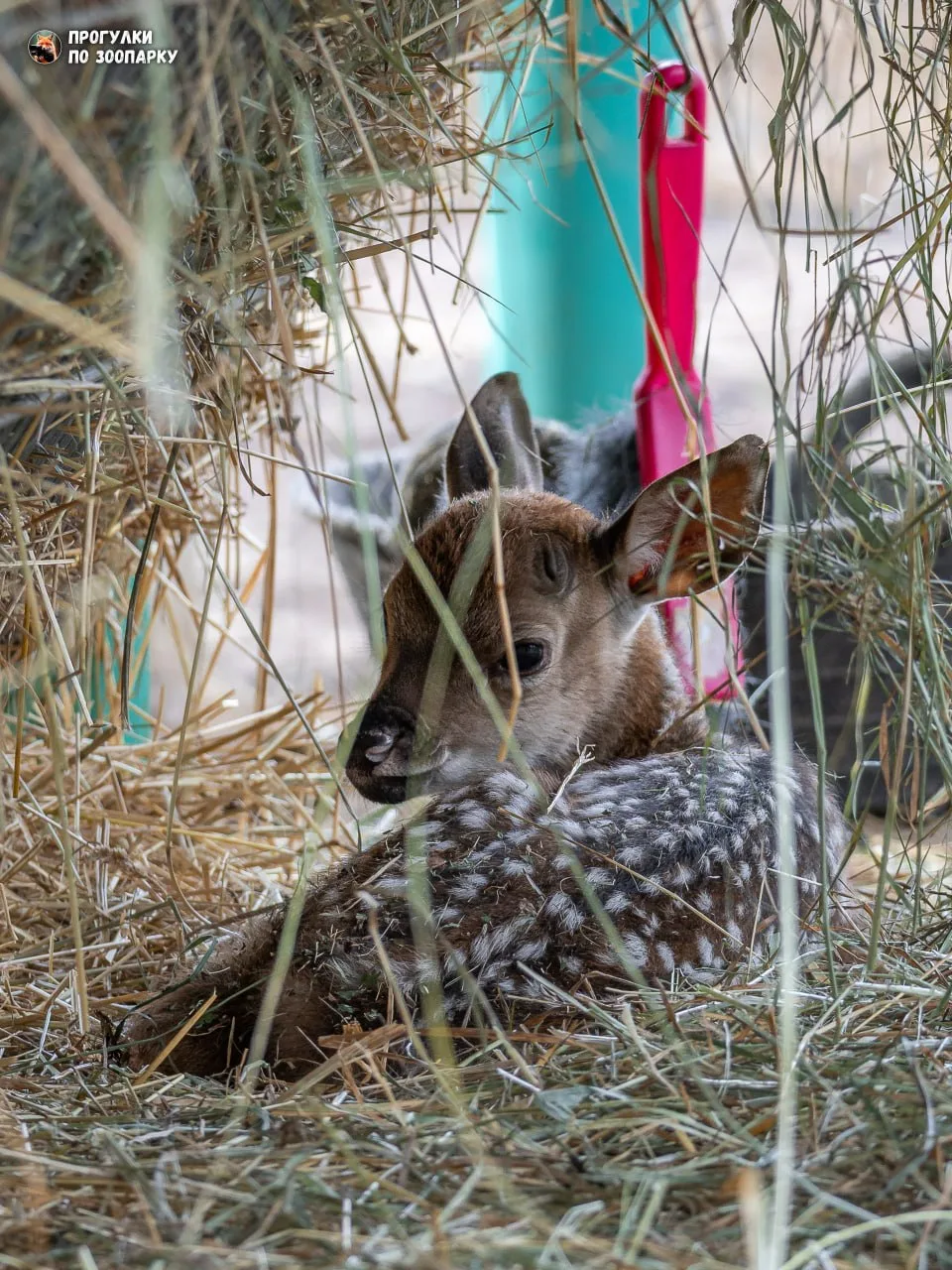 Пятнистый олененок🦌