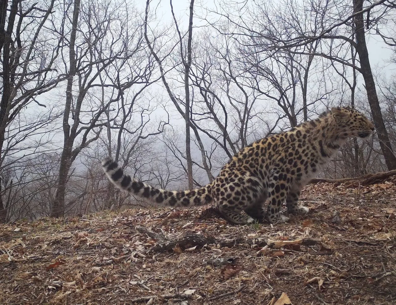 Пришёл, пометил, победил 🐆  Главный девиз дальневосточного леопарда показан на кадрах во всей красе.