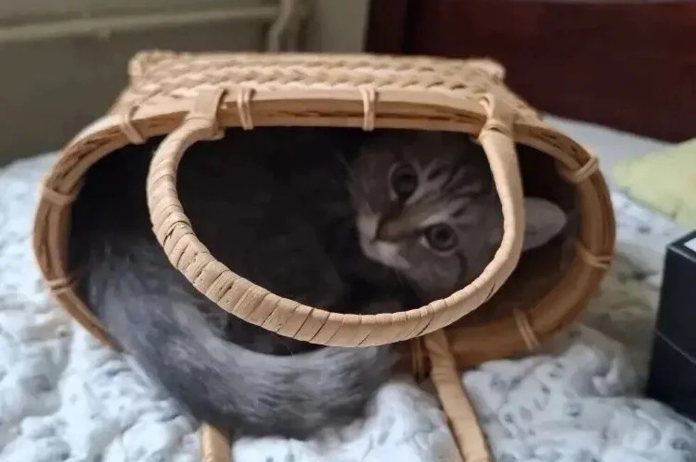 Котенок из ДНР выйдет на сцену театра Куклачева уже осенью