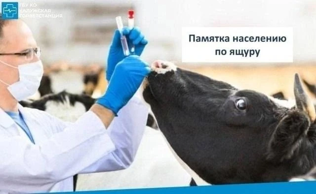 📌Ящур – острое вирусное заболевание из группы антропозоонозов (инфекционных болезней ж...