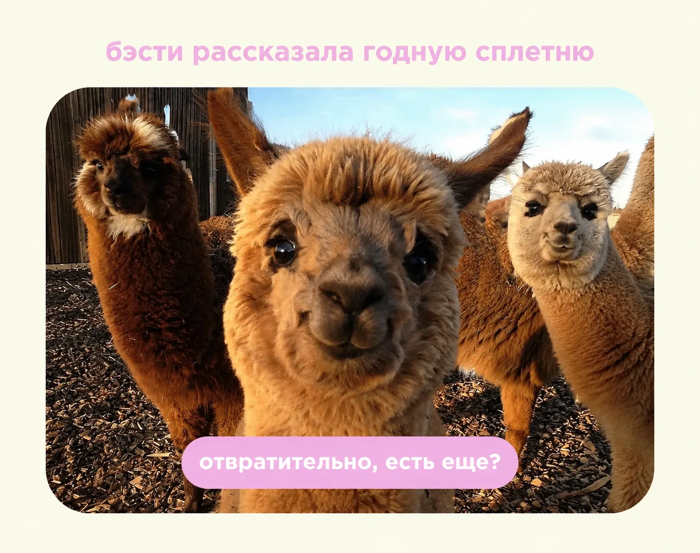 Бэсти и годная сплетня - святое)

А теперь серьёзно: лучшее средство от усталой мамы - другая мама, 