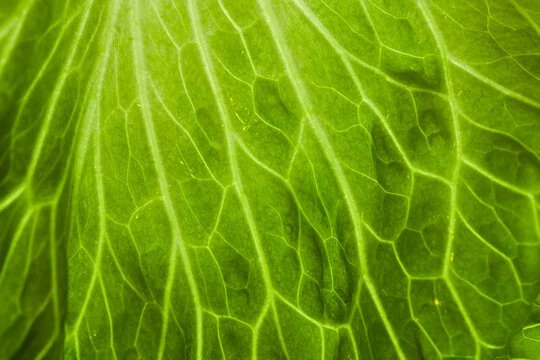 🥬 Капустный компресс — проверенный бабушкин способ снять боль в суставах

Старый народный рецепт, к