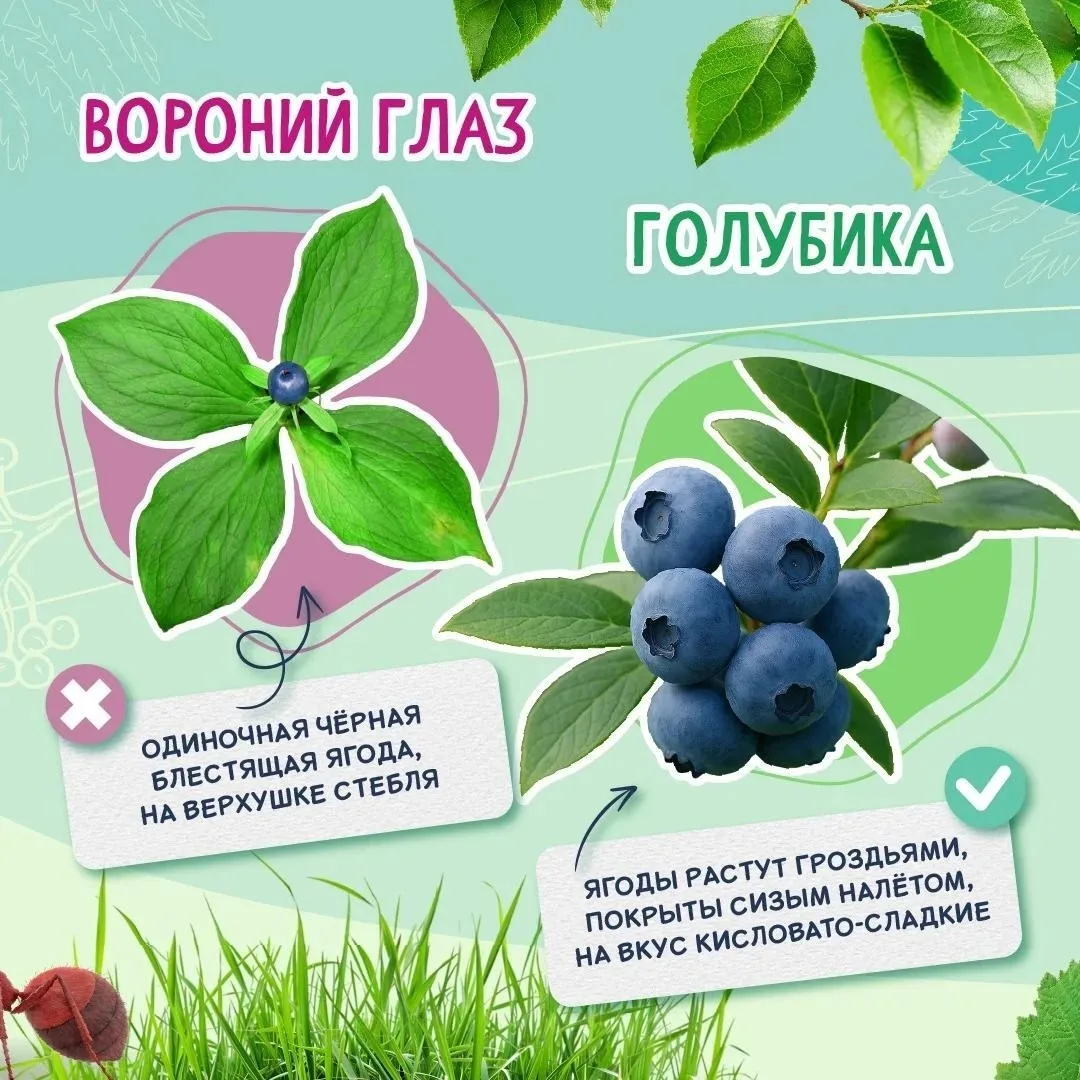 Верхняя Пышма | Екатеринбург🏡

🫐 Осторожно, ядовитые ягоды!

Ежегодно около 50 жителей Свердловско
