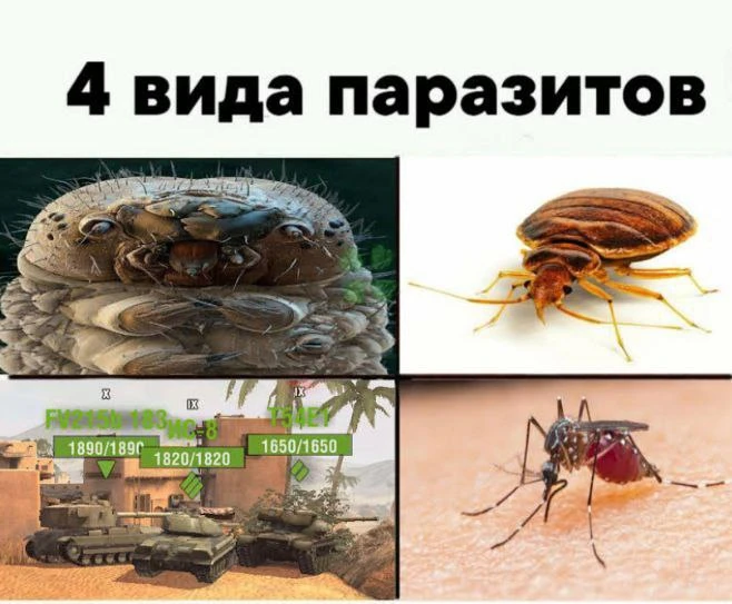 Баян?
