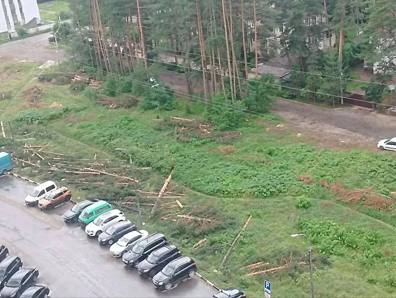 В Раменском на Высоковольтной перед домами и школой вырубили прекрасные сосны.