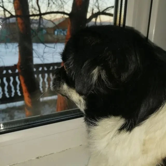 🐶 Моя Пушинка!