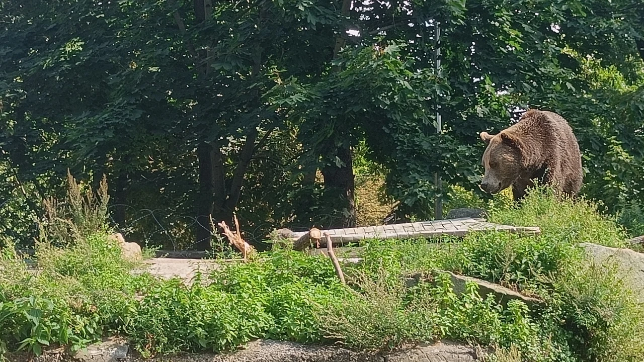 Шесть туристов спасли от медведя в Челябинской области