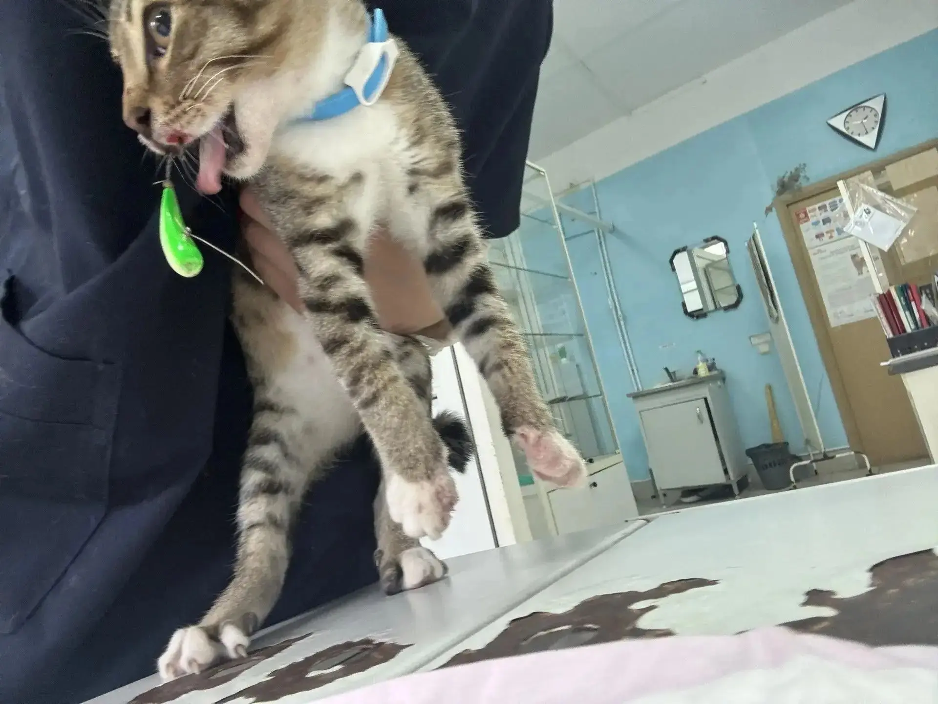 Помощь котёнку

Сегодня к нам принесли  питомца, который  получил серьёзную травму от рыболовной сна