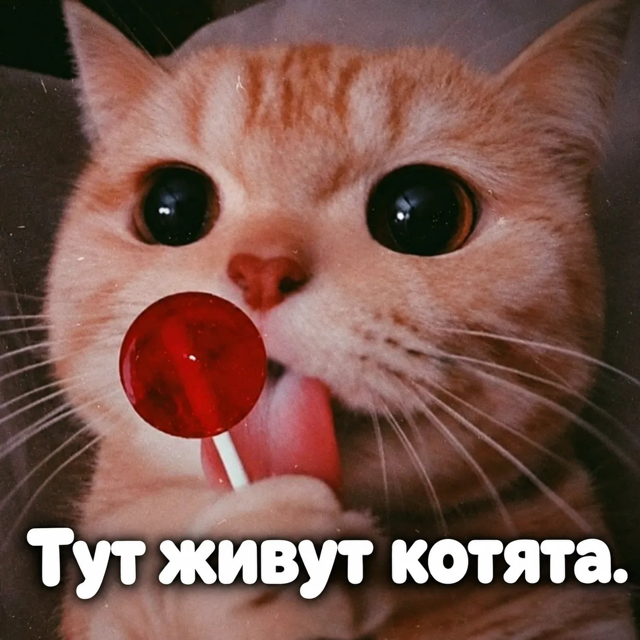 ПУША ПРИГЛАШАЕТ ВАС В СЕТКУ КАНАЛОВ❤👇