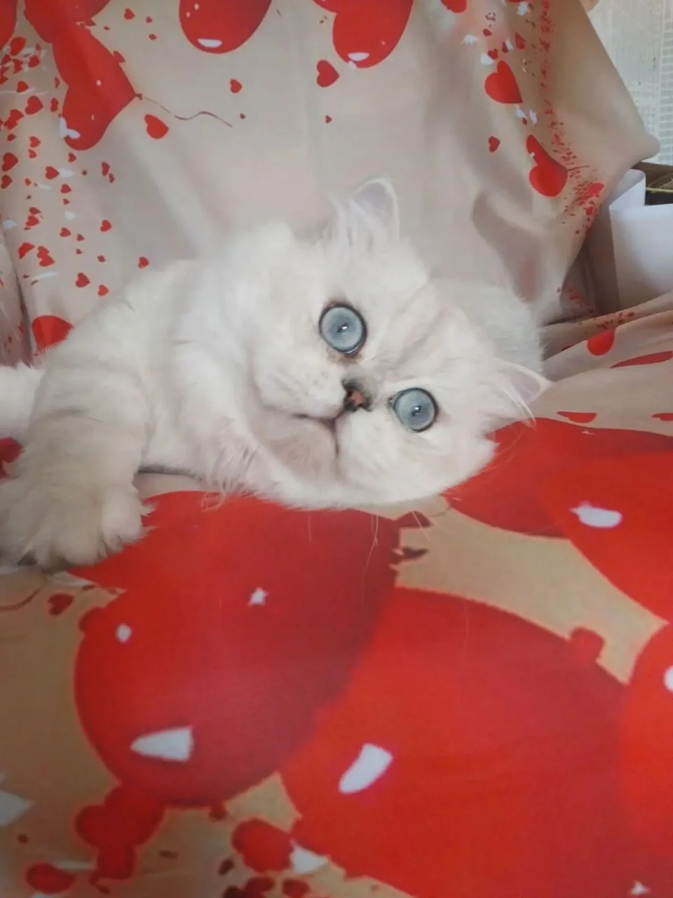 Вязка вислоухих кошек, Макеевка