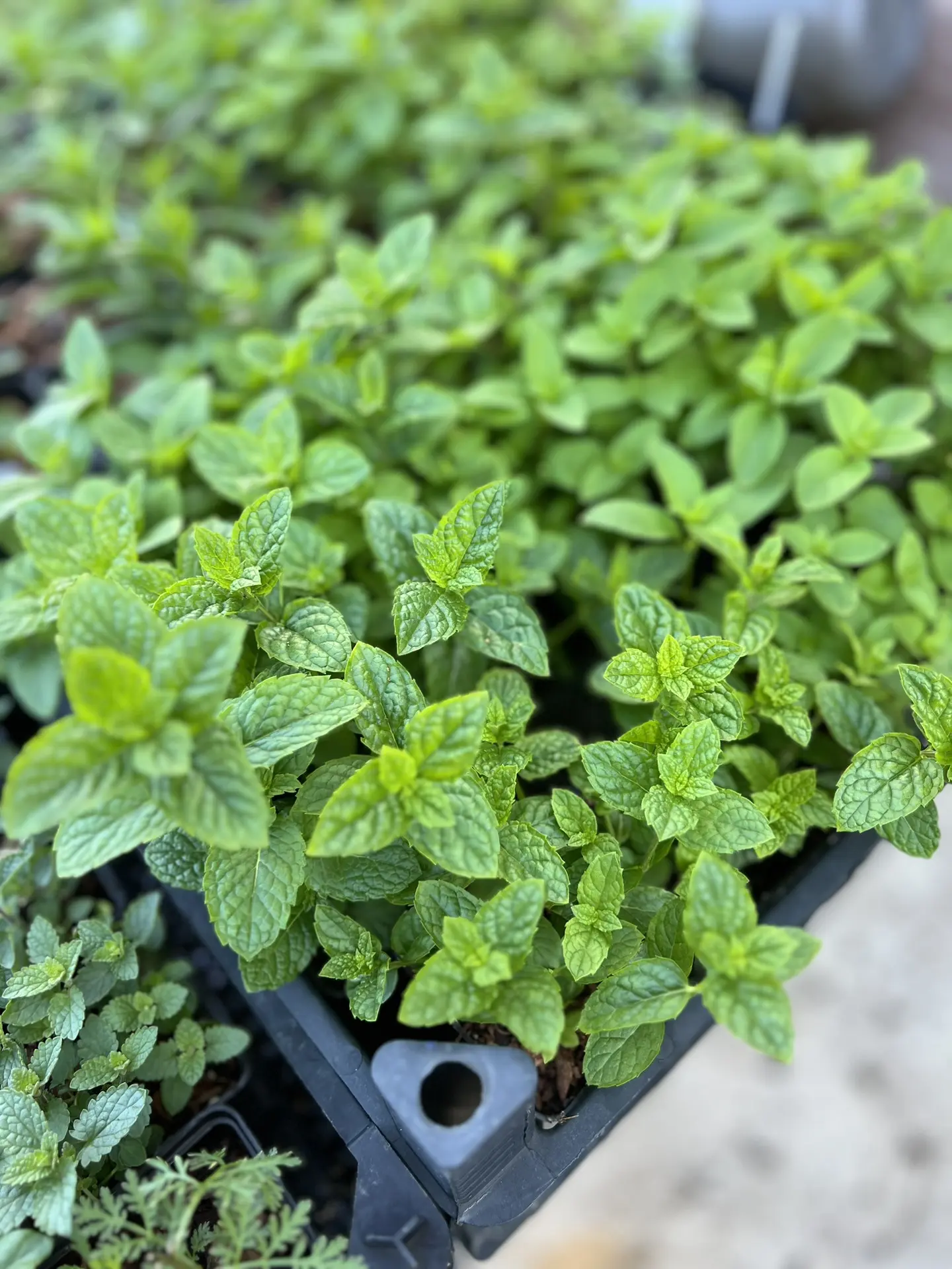 Мята 🌿Марокканская. Да, та самая, среднементольная, для мохито.
И для настоящего ☕️ марокканского ч