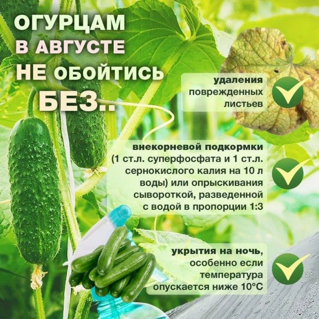 Что необходимо огурцам в августе? 🥒