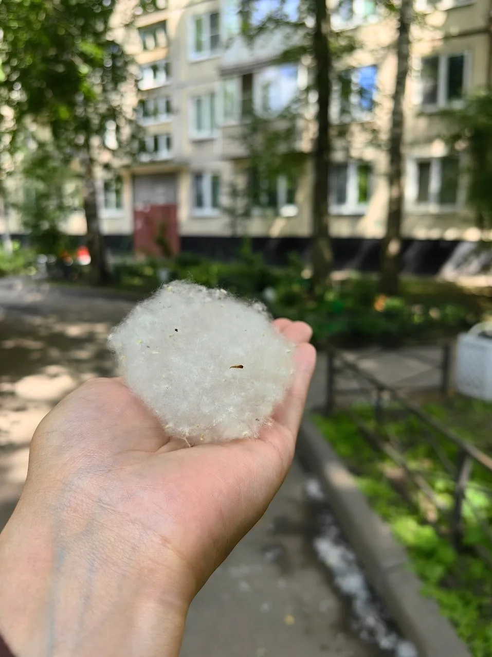 Петербург укрывает пухом.

Питер знает | Подписаться