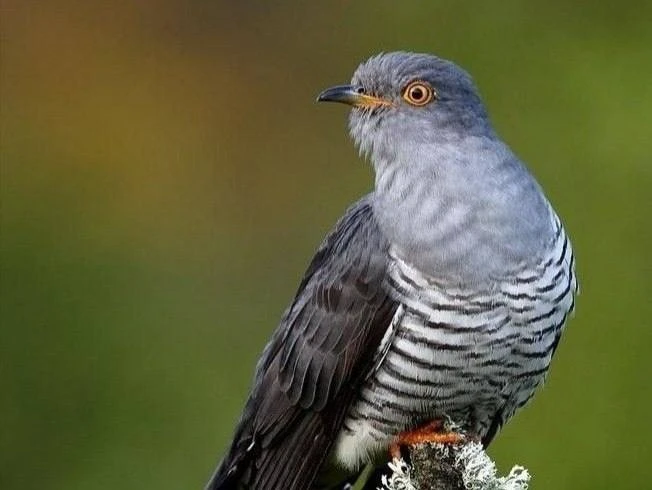 🐦 Кукушки покидают столицу с наступлением осени