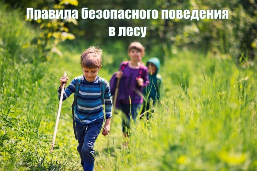 Лес — красиво, но небезопасно: правила для каждого

Собираетесь за грибами, ягодами или просто на пр
