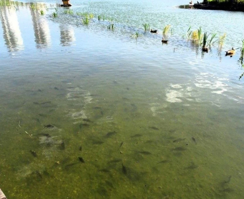 🌊 Ходынский пруд планируют отреставрировать летом 2027 года