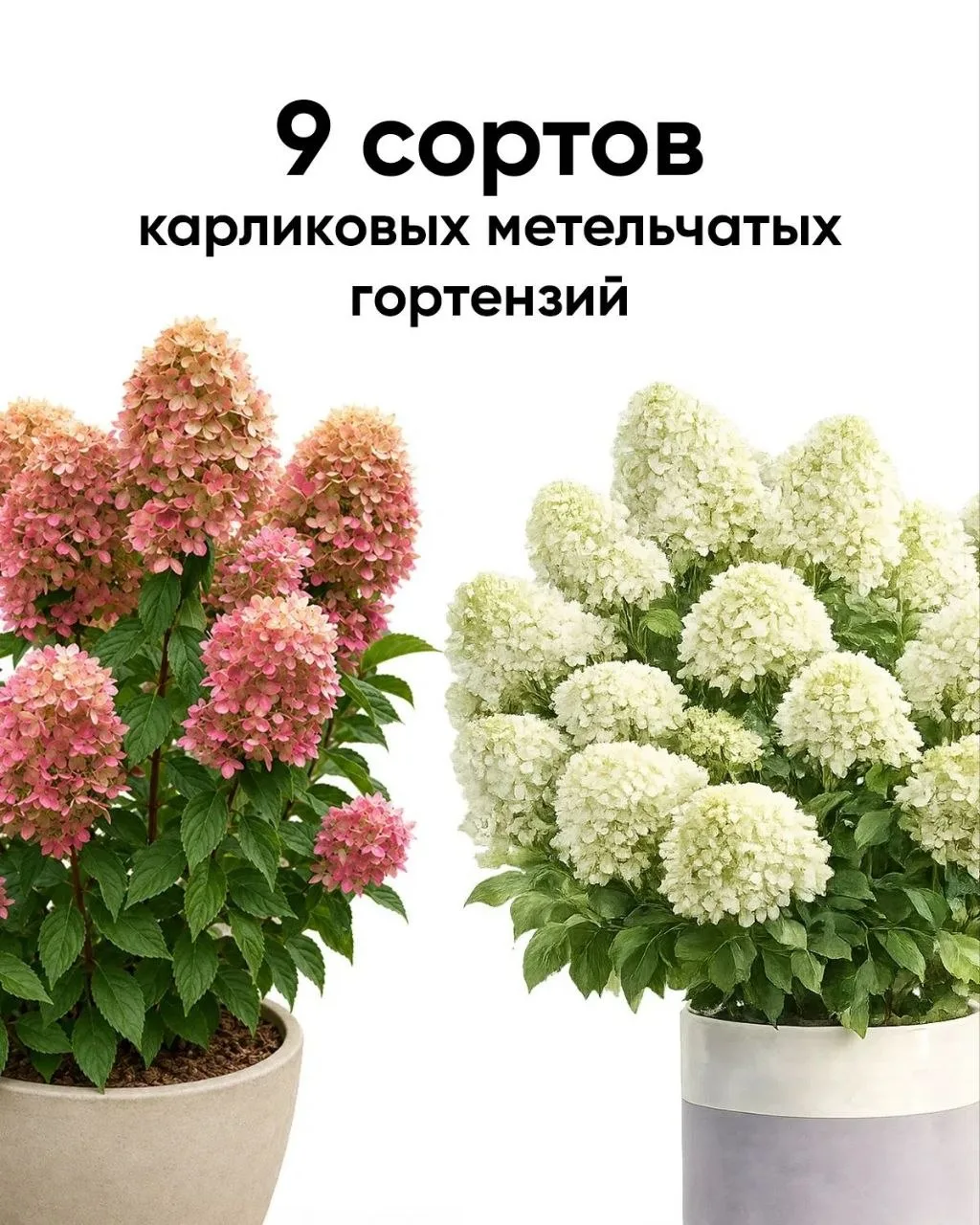 Карликовые метельчатые гортензии.