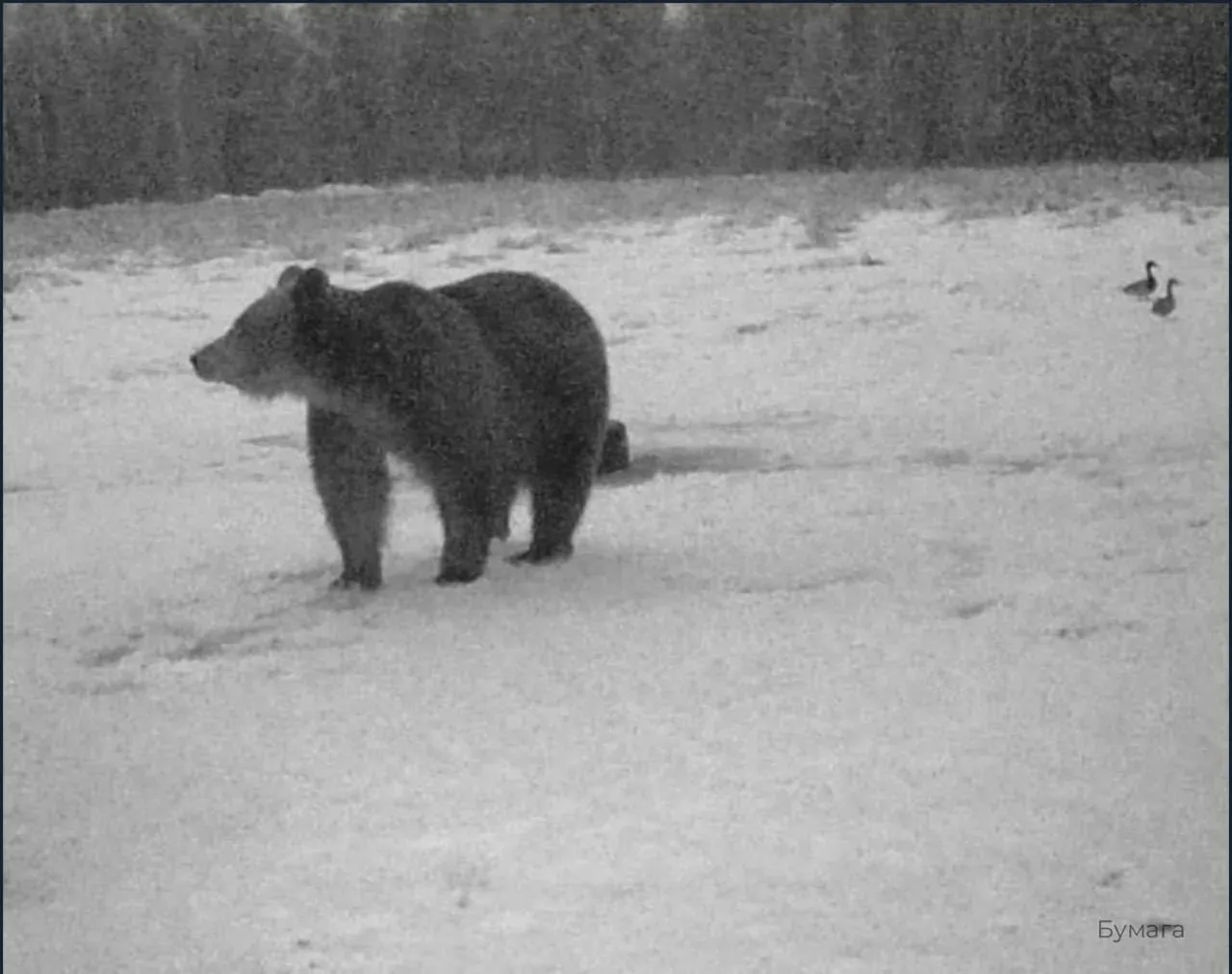 🐻 Медведи всё чаще заходят к людям в Ленобласти