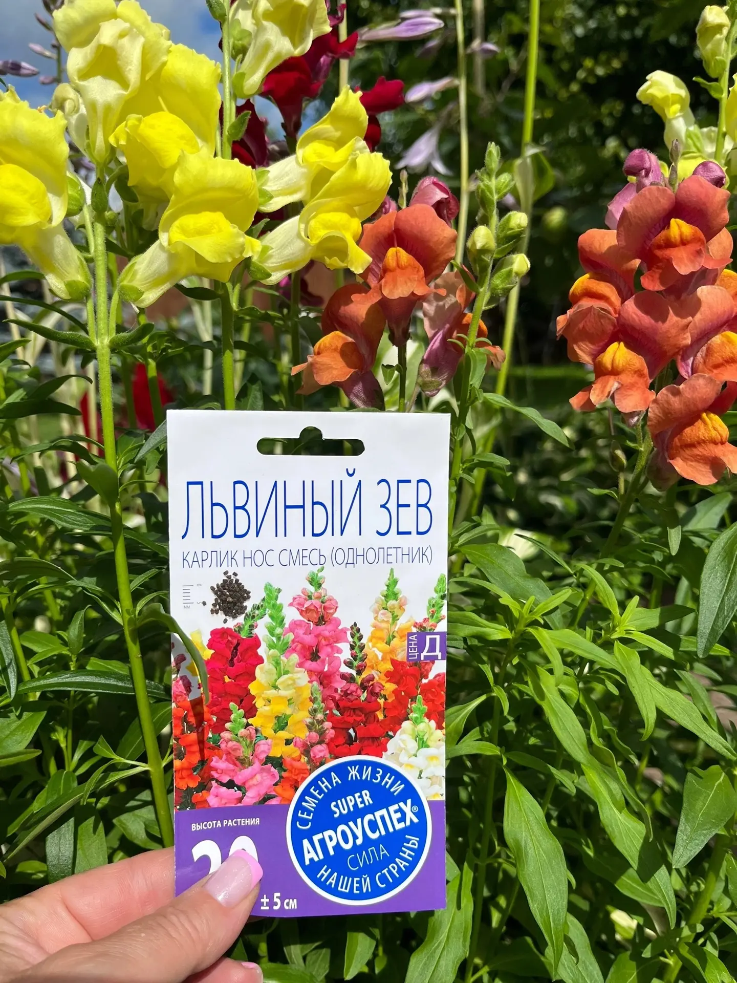🌸Львиный зев — это настоящая жемчужина среди однолетников!🥰

Сорт «Карлик Нос» образует компактные