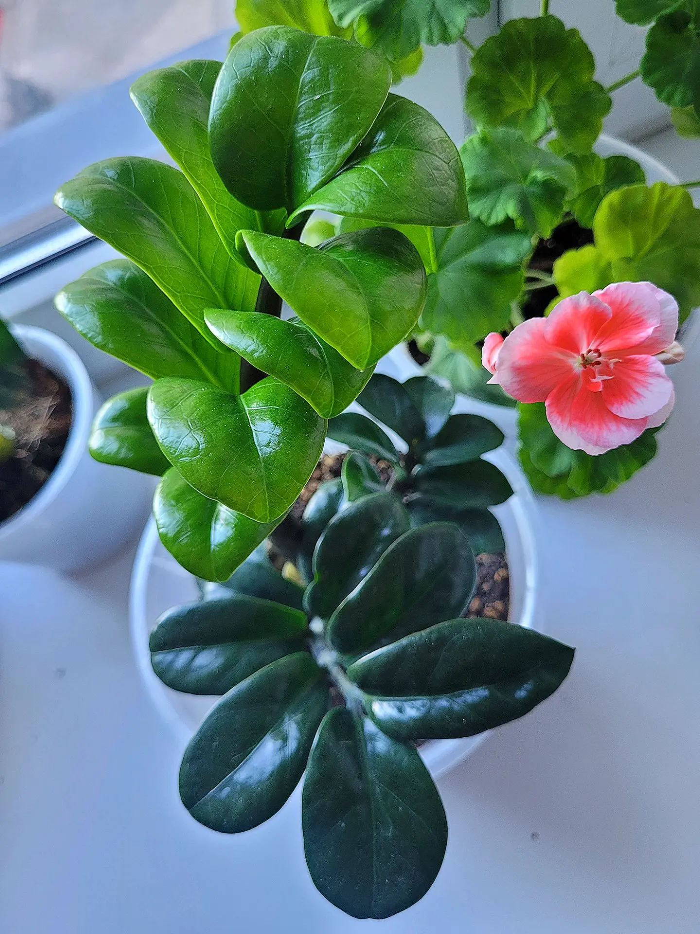 😍 Ну что за красотка получилась!
🌿 Шикарный кустик с корневой 🐞Замиокулькас Зензи Жук🪲
🏡 Готов 