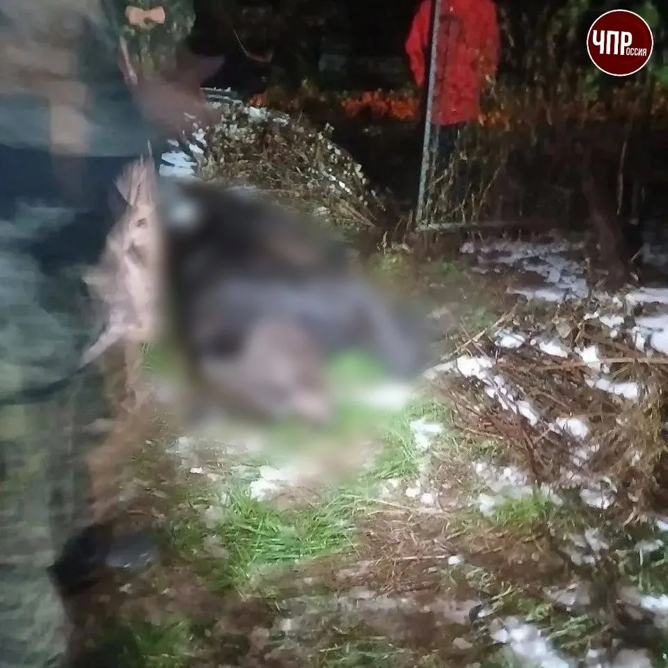 🐻 Медведь напал на оленевода на Чукотке. Это второе нападение на человека в регионе за...