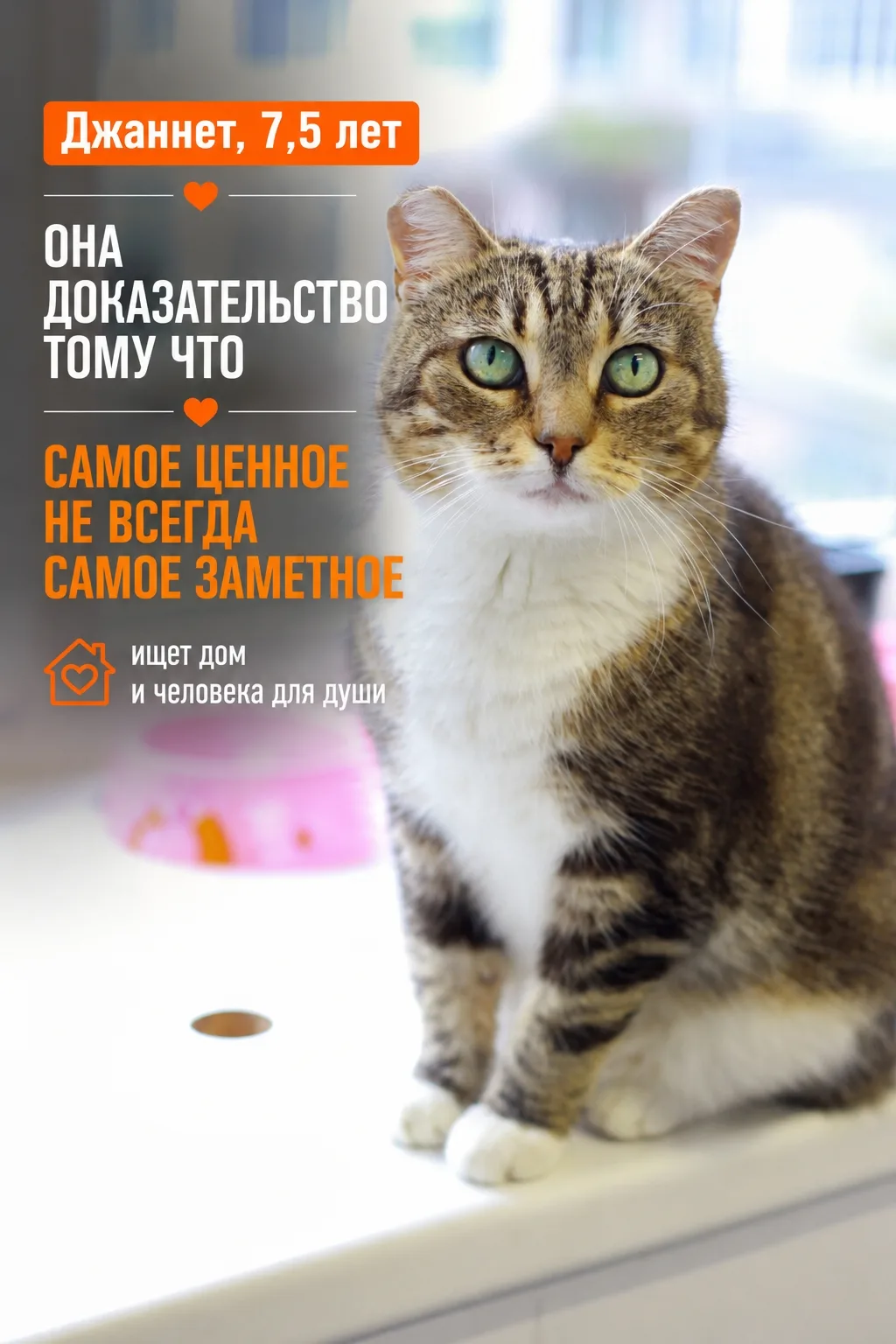 Джаннет из тех кошек, рядом с которыми просто становится лучше.