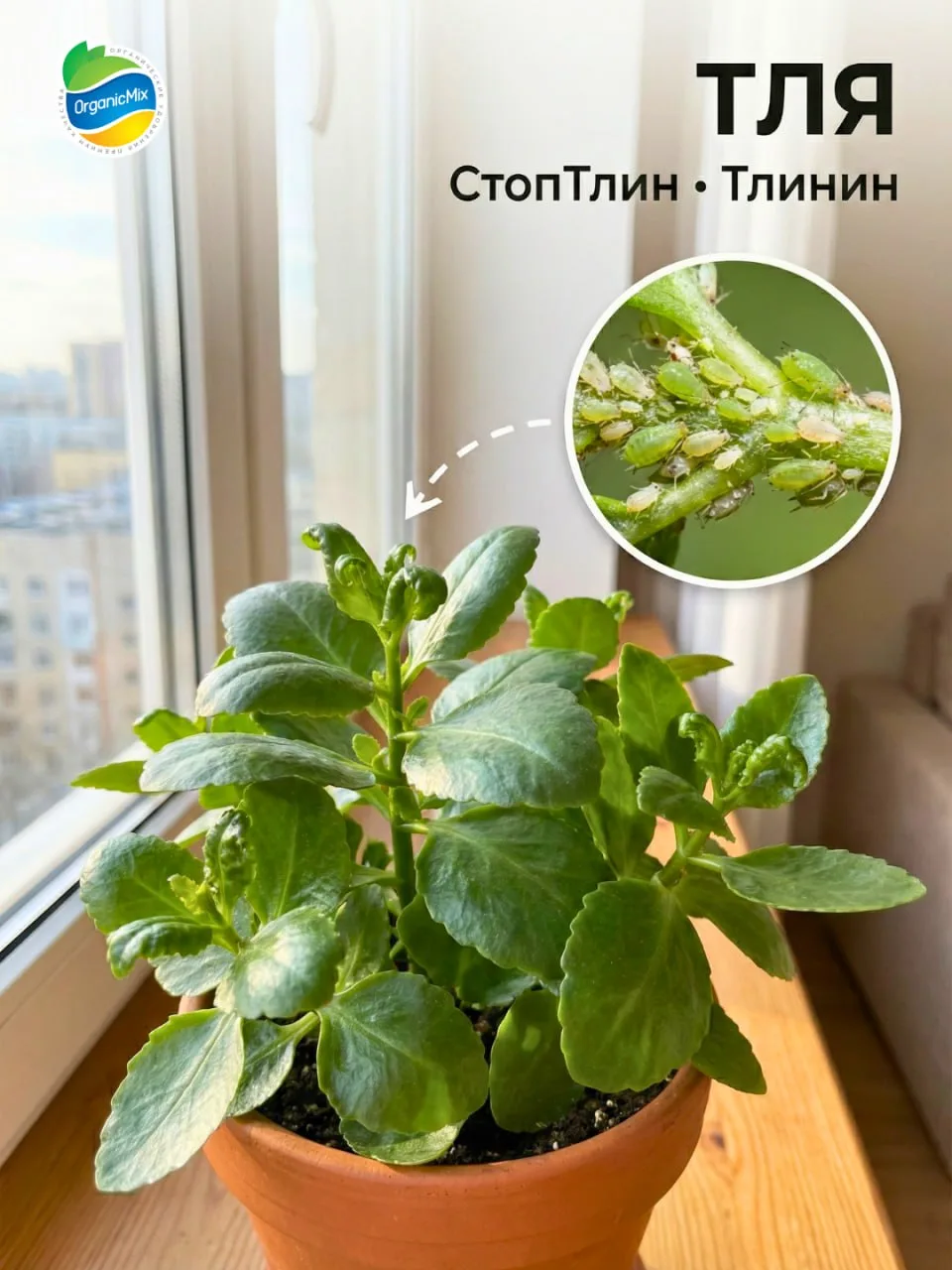 ДОМАШНЯЯ АПТЕЧКА ДЛЯ ЦВЕТОВ: БЕЗОПАСНО ДЛЯ ДЕТЕЙ И ЖИВОТНЫХ 🌿  Зимой нам так хочется сохранить кусоч