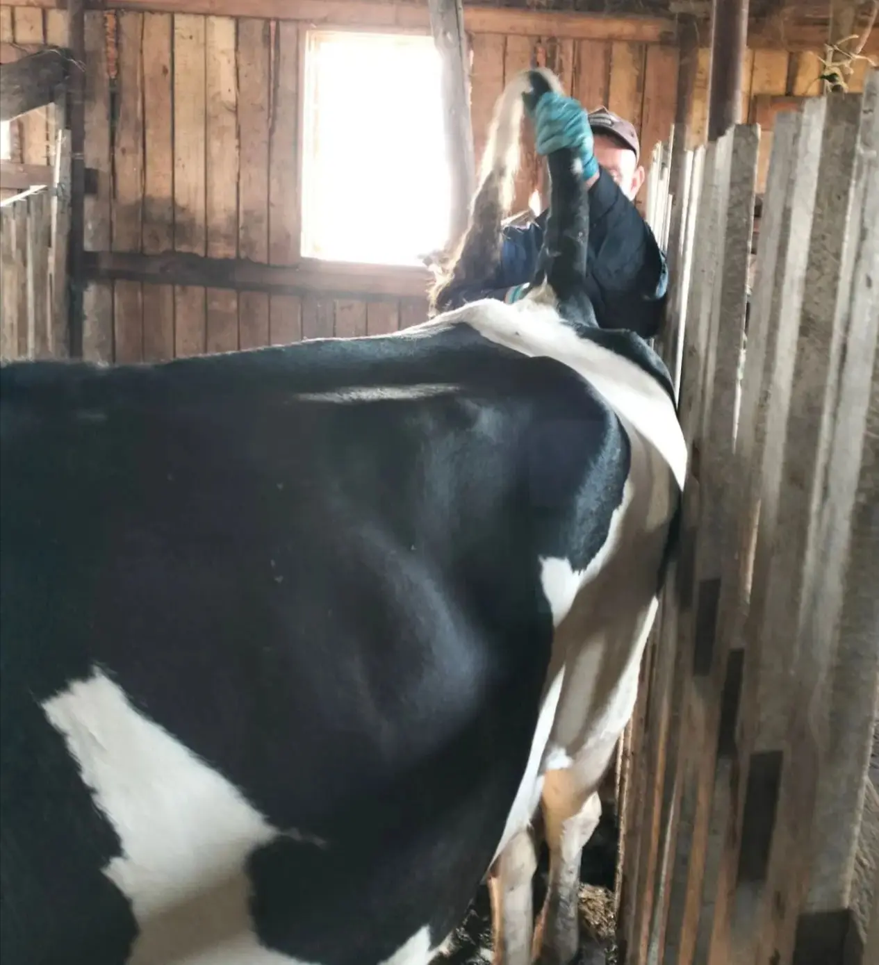 🐄 Взятие крови у КРС — важный этап ветеринарного контроля