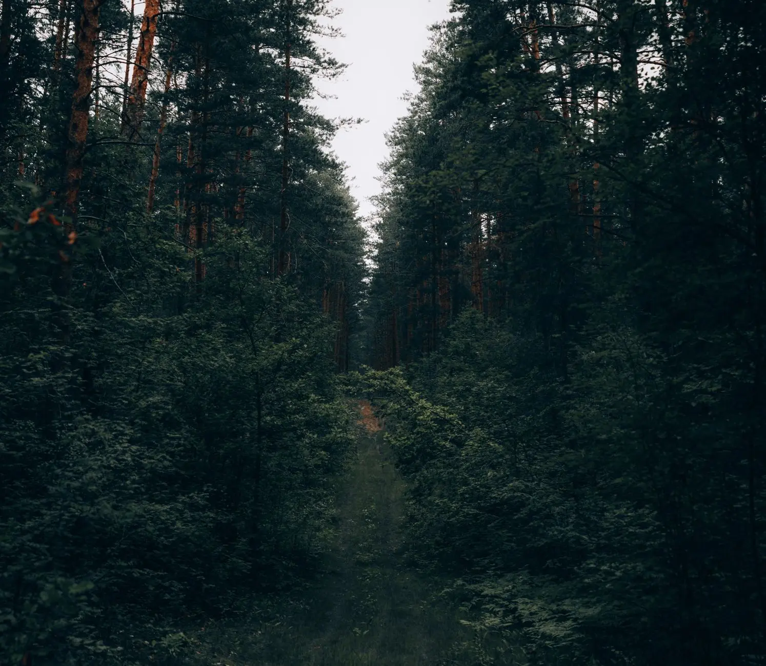 🌲 Устали от городской суеты? Есть места, где время замедляется, а воздух пахнет хвоей и свежестью. 