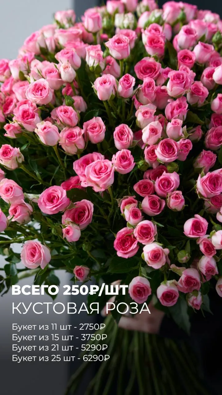 КУСТОВЫЕ РОЗЫ ОПТОМ 💕
250₽/ от 10 шт 

Букет из 11 шт - 2750₽
Букет из 15 шт - 3750₽
Букет из 21 шт