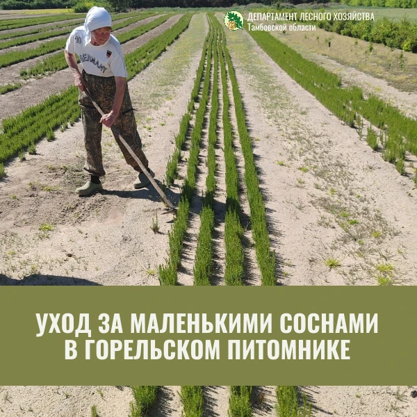 В Горельском лесхозе полным ходом идут работы в питомнике по уходу за маленькими соснами. Несмотря н